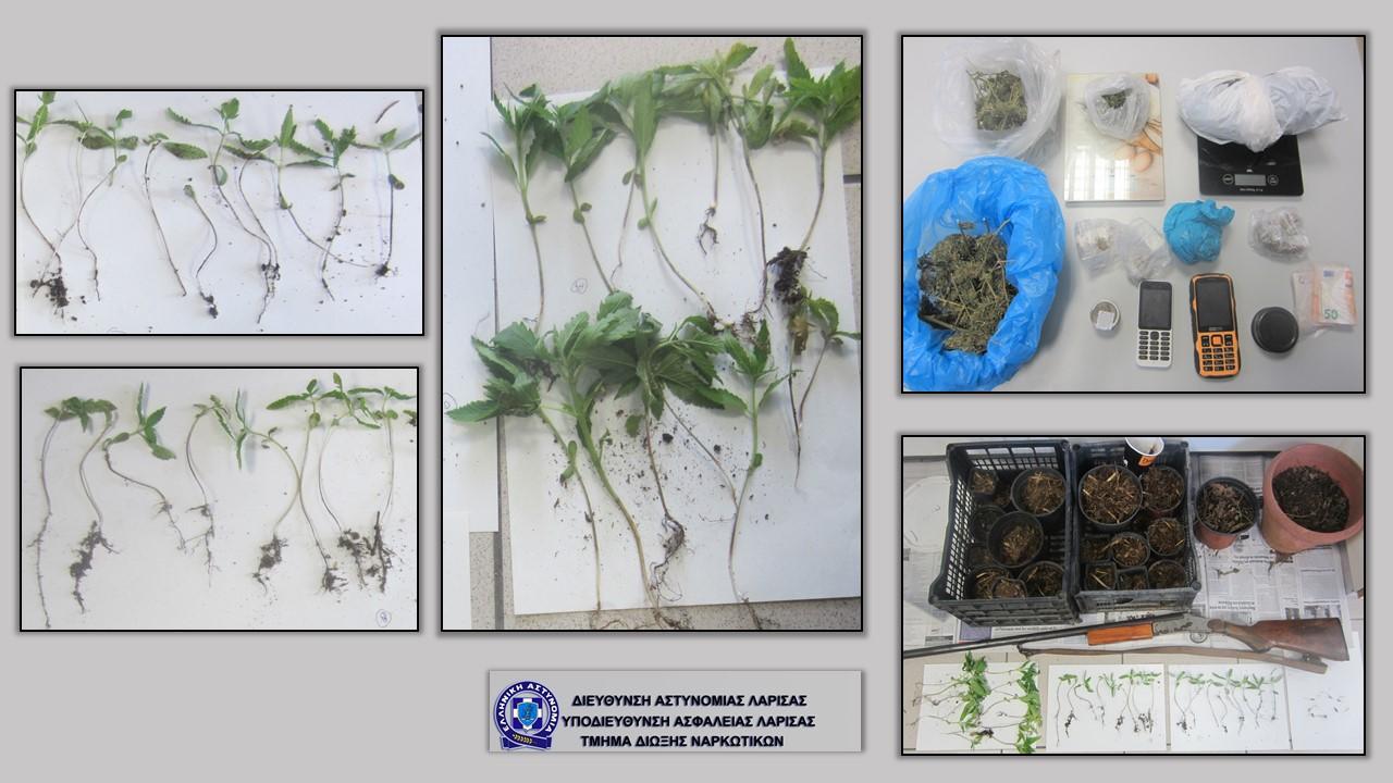Καλλιεργούσαν φυτά κάνναβης στη Λάρισα - Δύο συλλήψεις 